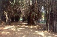 Cubbon Park (2 kms from MG Road)