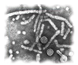 hepatitis viruses